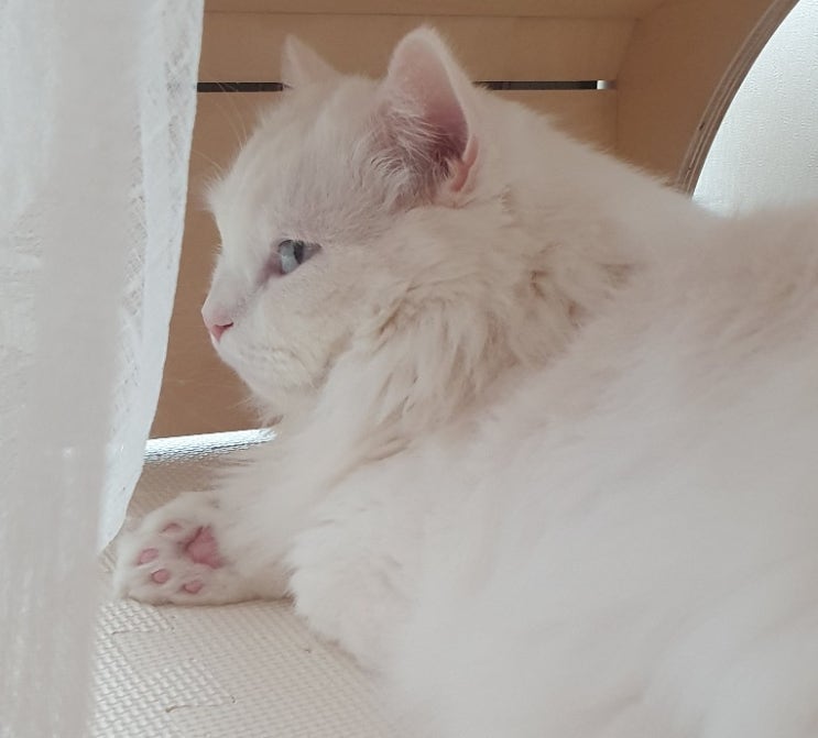  고양이 낙상 후 구토증세
