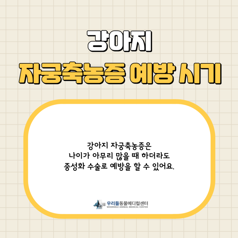 16살 반려견 자궁축농증 예방 시기와 수술 , 수술 후 항생제 관리