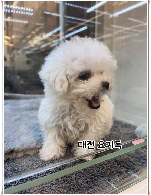  대전애견분양 건강을 중요시 했던 곳