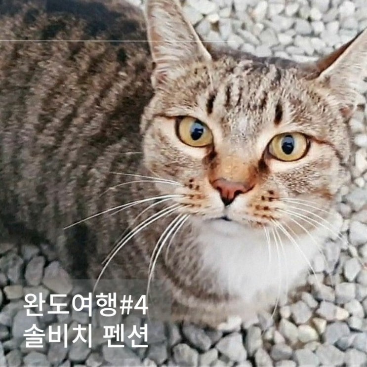  완도펜션 숙소 솔비치, 바다 해변과 애교 가득한 고양이