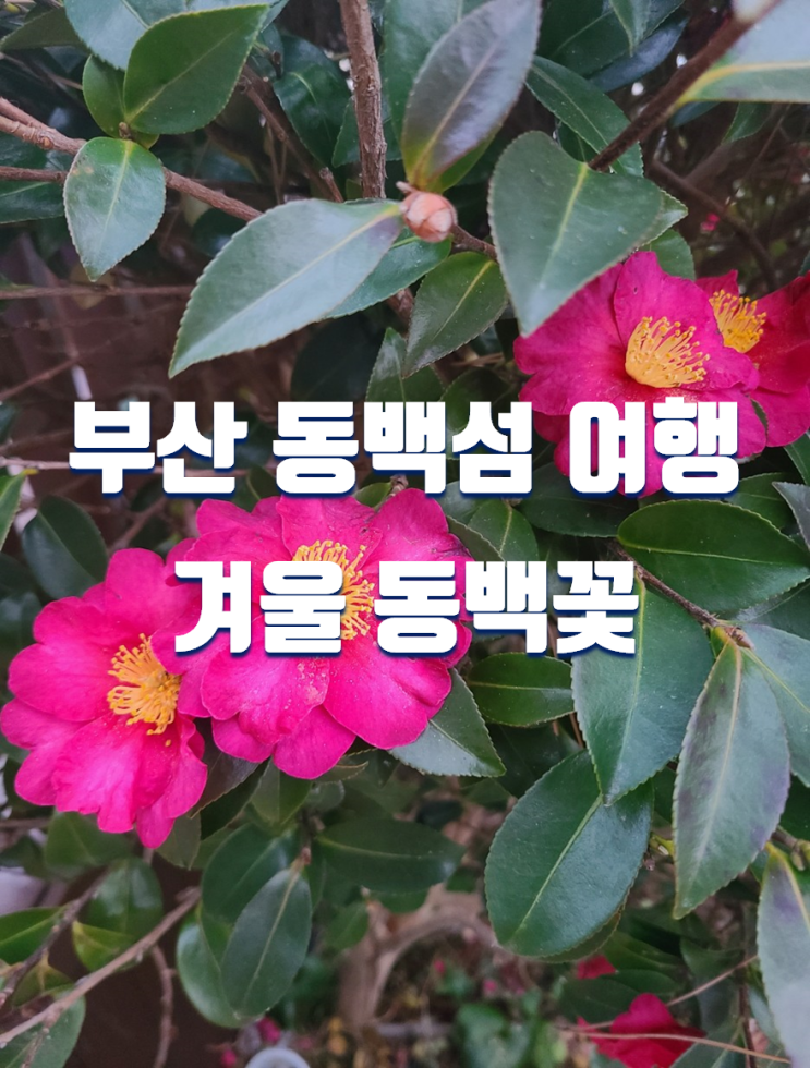  부산 겨울 여행 필수 코스 동백섬 동백꽃