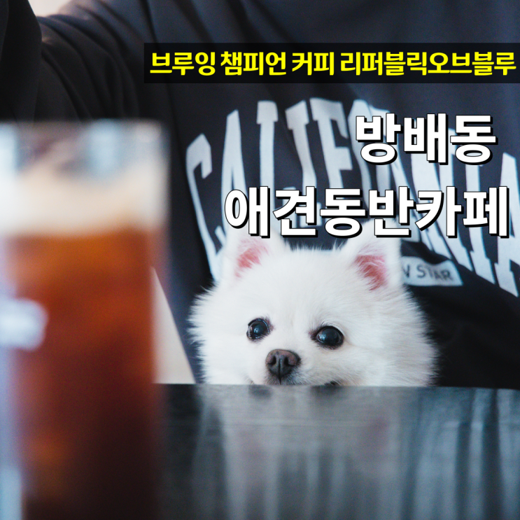  리퍼블릭 오브 블루 서초 방배동 애견동반카페