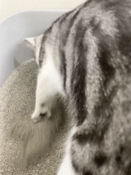  에스클래스펫 화이트제올라이트모래 고양이 모래 추천