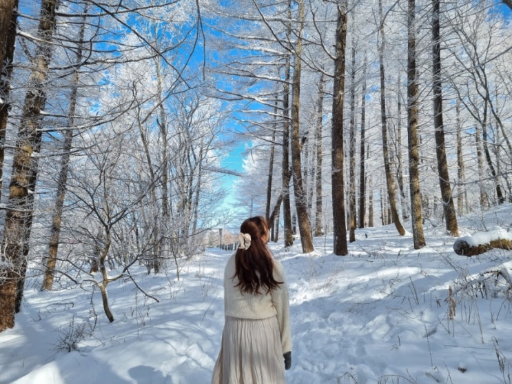  [겨울 여행지 추천] 아름다운 눈꽃 설경_강원도 태백 만항재