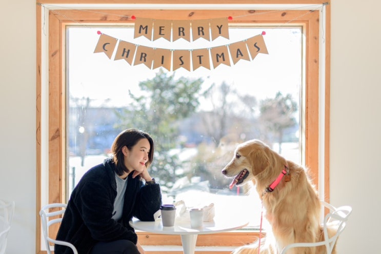  잔디운동장에 뛰뛰하러 가자! “남양주 바닐라브릭”️ (애견 동반/대형견 가능)