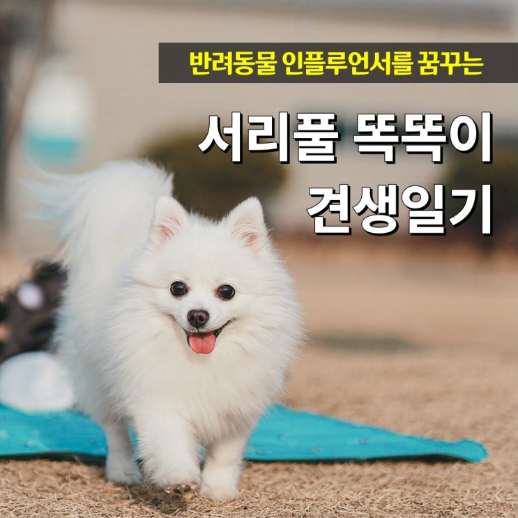  똑똑이의 견생일기 블로그 소개서