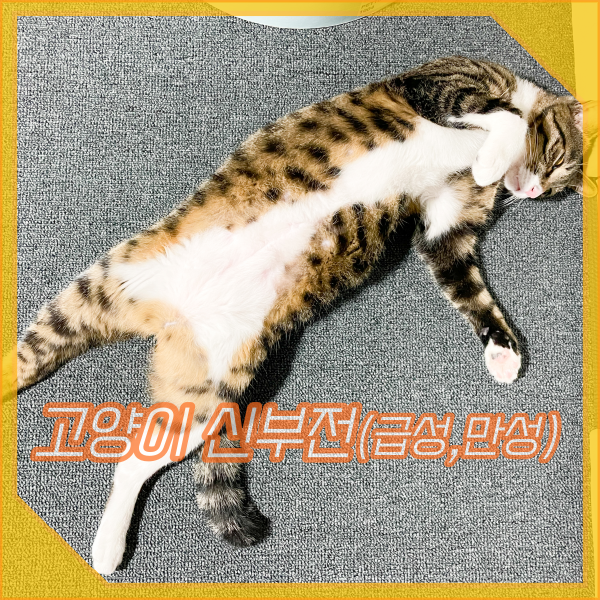  고양이 신부전 증상, 급성과 만성 원인, 요독증 주의해요!