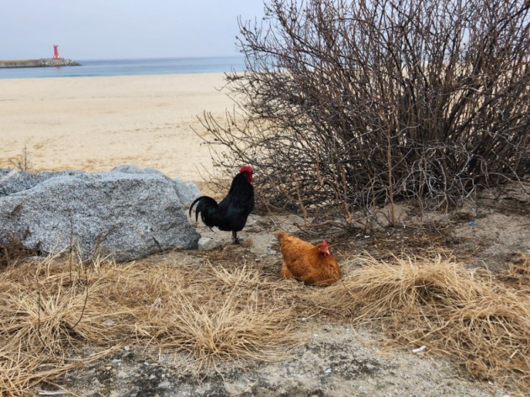닭종류  바닷가 산책 나온 산란계 닭 2마리
