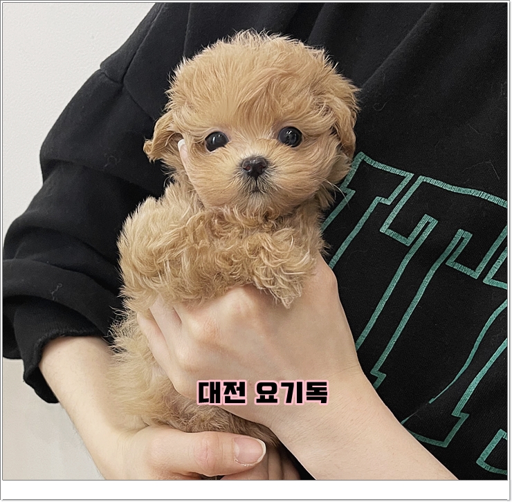  대전 미니비숑분양 우리집 댕댕이 데려왔어요