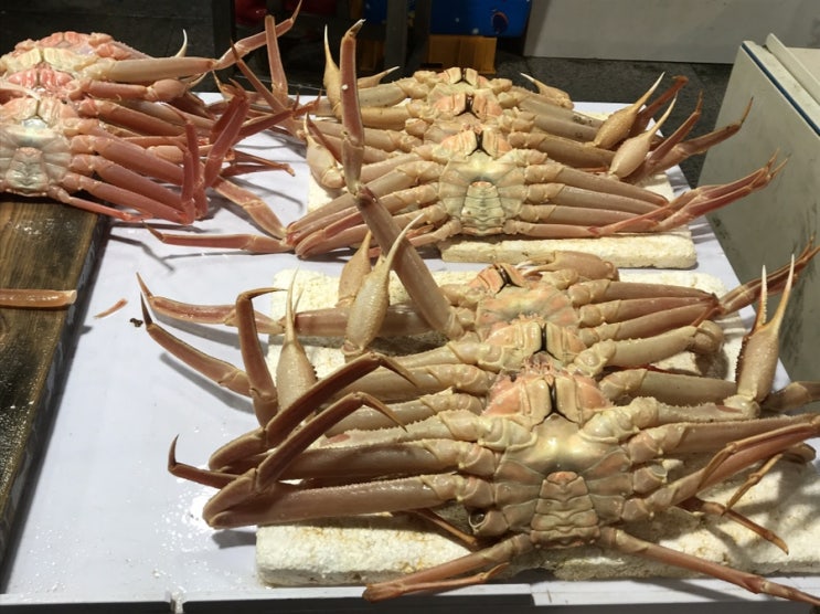  포항 죽도시장 대게 포장 후기!!(시세(가격),수율,영덕대게,박달대게)