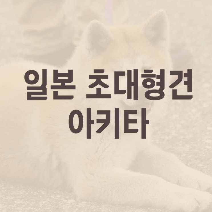  일본개 초대형견 종류 아키다, 아키타견 파헤치기