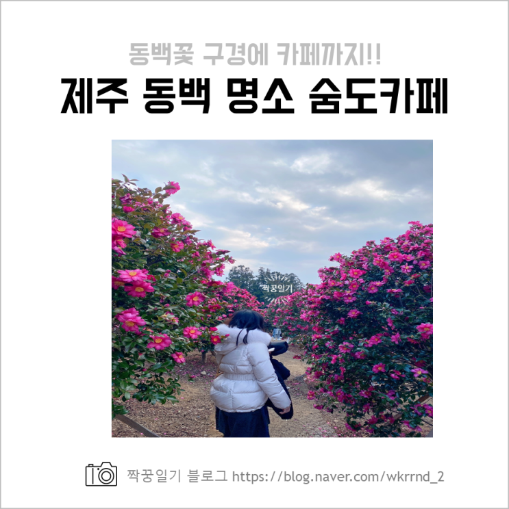  제주도 숨도동백 명소 추천(꽃 구경부터 카페까지), 아기랑 가기 좋은 한산한 곳