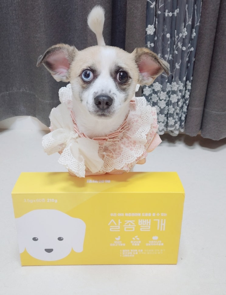 강아지 다이어트 간식 사사견견 살좀뺄개 급여후기 강아지 다이어트 간식 사사견견 살좀뺄개 급여후기
