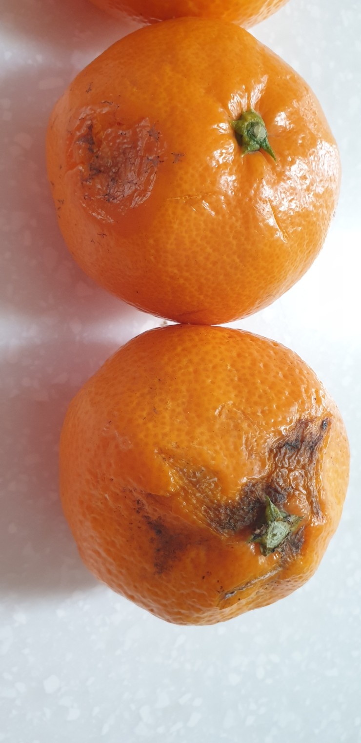  이마트 신선보장-서귀포 감귤  3.8kg 주문