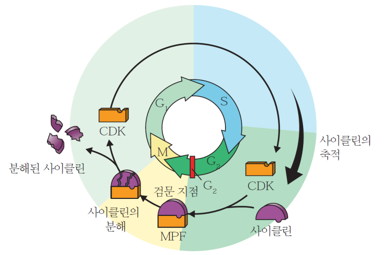 세포주기(3) 세포 주기 조절계 : 네이버 블로그