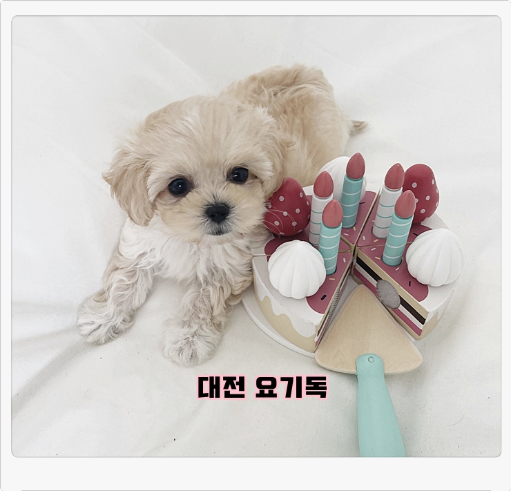  문화동강아지분양 둘러보았어요