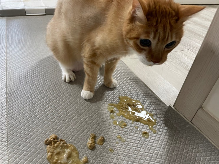  고양이 사료토 , 헤어볼토 헛구역질 등 반려묘 구토하는 이유