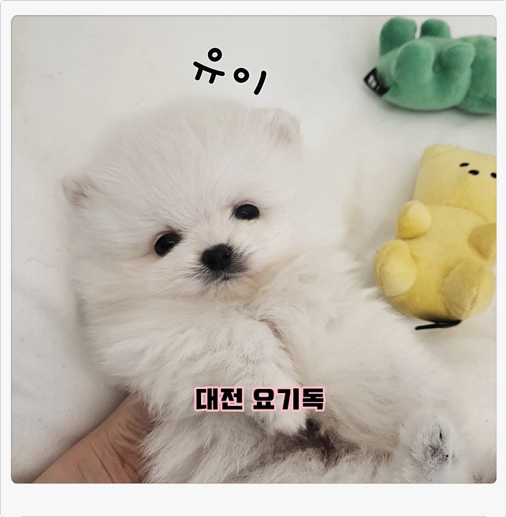  대전 실버푸들분양 체계적인 방법으로