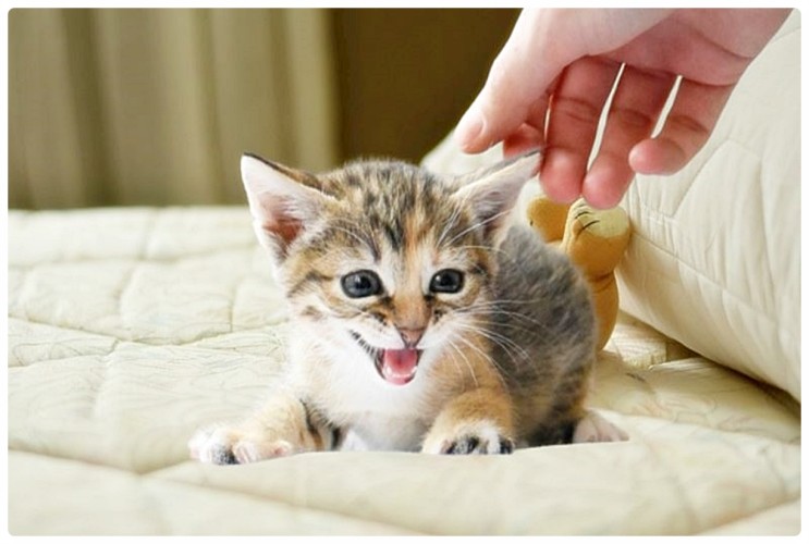 눈으로 표현하는 고양이 언어 6가지 눈키스 의미 고양이눈인사 하는법