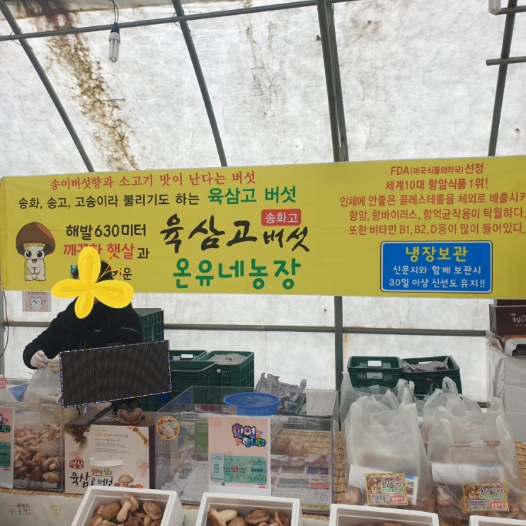 평창송어축제 <b>팝업</b> 송화고 버섯 <b>온유</b>네농장