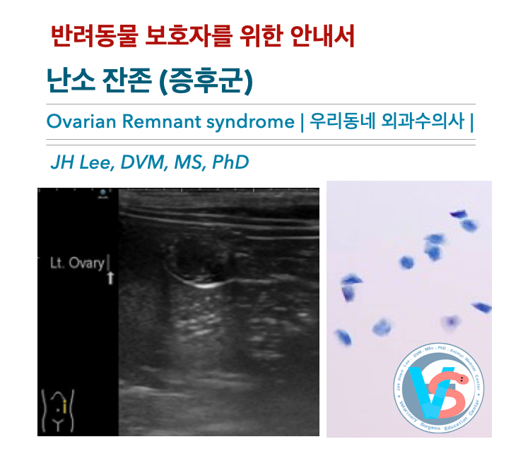  [동물병원안내서] 개, 고양이 난소잔존 증후군 Ovarian Remnant Syndrome: 반려동물 보호자를 위한 안내서, 우리동네 외과수의사