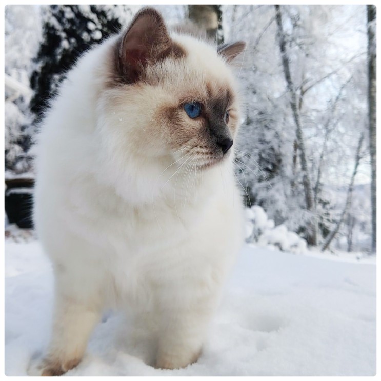 레그돌 닮은 파란눈 버만 고양이 성격과 특징 비교