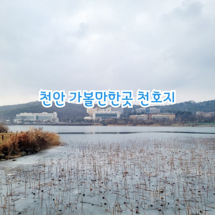 천안 가볼만한곳 천호지 feat 천안12경