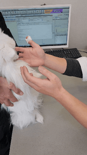 하남 미사 동물병원 서서 동물의료센터 강아지거위소리 심장검진 후기