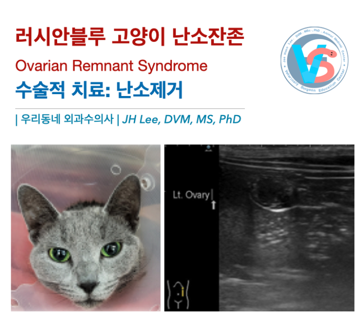  러시안블루 고양이 난소잔존 (Ovarian Remnant Syndrome), 우리동네 외과수의사