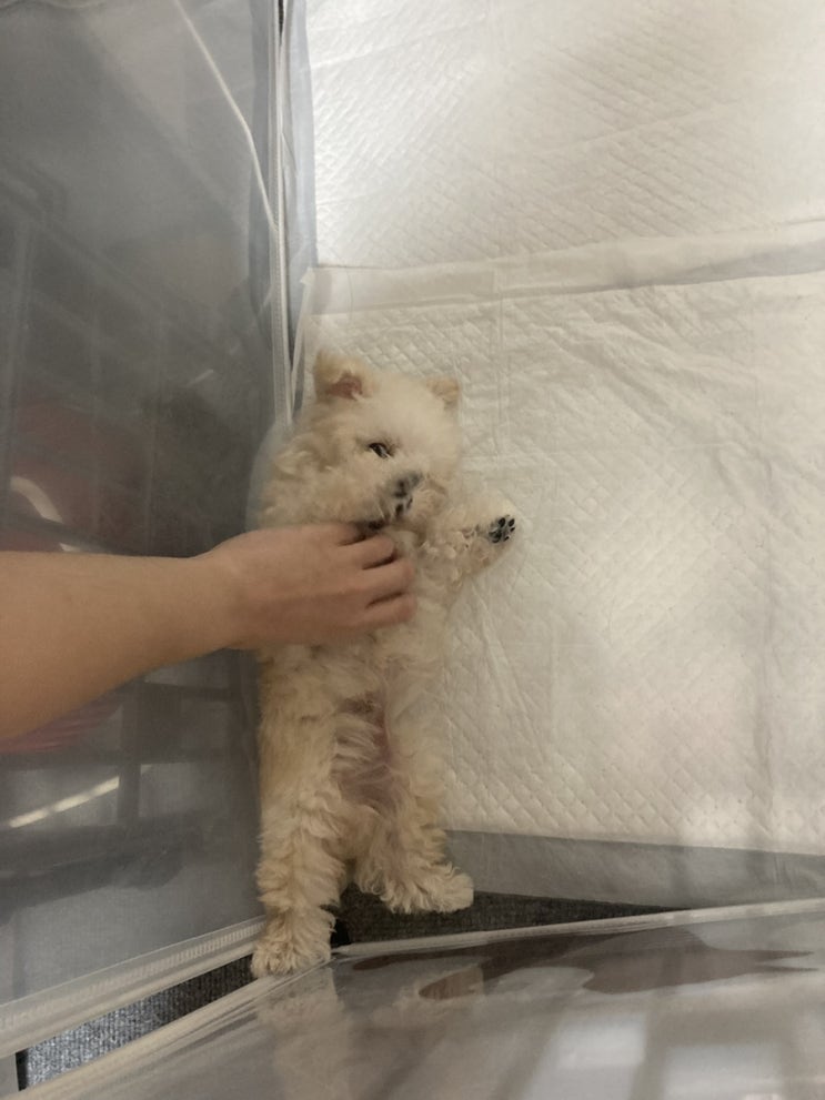  22.06.26 춘식이 처음 왔을 때