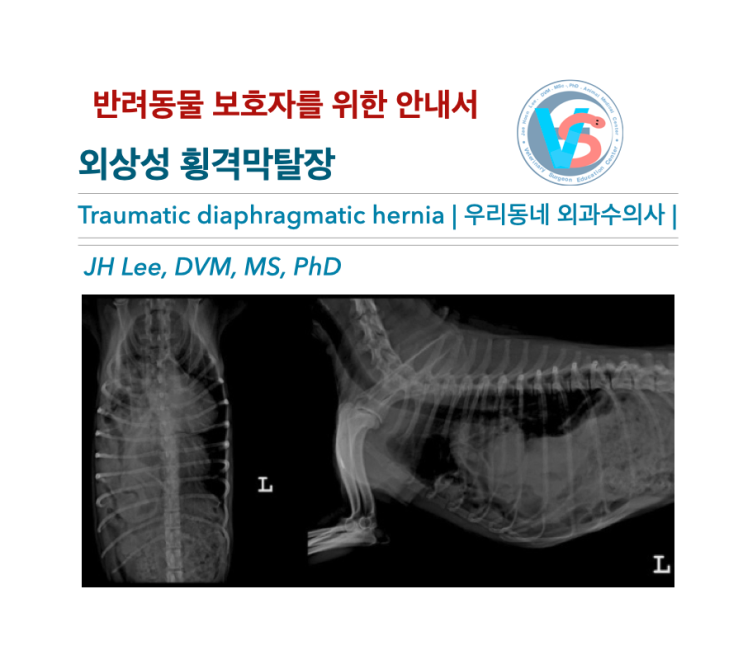  [동물병원안내서] 개과 고양이 외상성 횡격막 탈장 (Traumatic diaphragmatic hernia) - 반려동물 보호자를 위한 안내서, 우리동네 외과수의사
