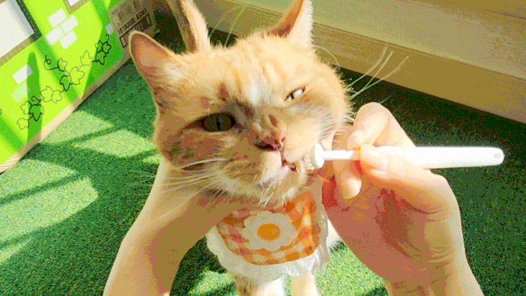  고양이 칫솔 덴탈케어브러쉬 치석과 입냄새 제거에 좋은 치약 추천