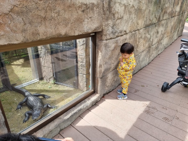 오키나와 여행기록 - 20개월아기의 일본 동물원 방문후기(어린이나라)