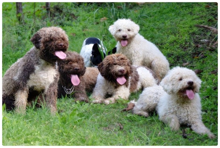 이탈리아 강아지품종 털 안빠지는 강아지 특이한 이름 라고토로마그놀로 기본 정보