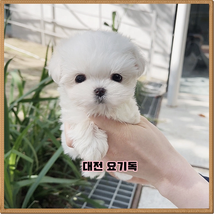  김천 강아지분양 건강한 곳에서