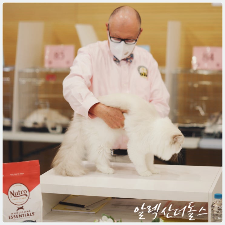  랙돌 (Ragdoll breeder cat) 분양 절차와 우리에 대한 이야기