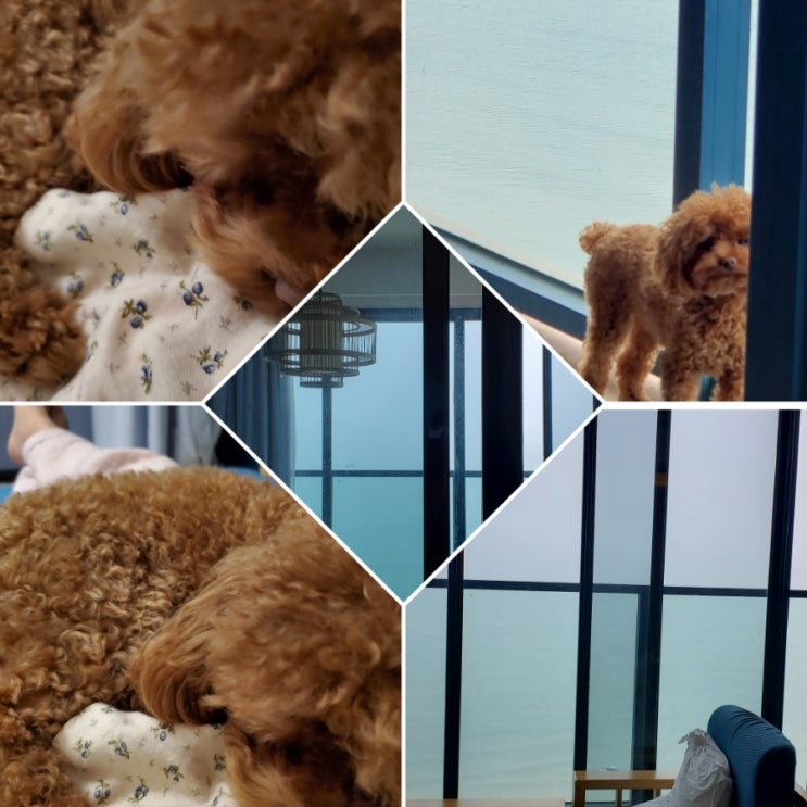  1월5일~2월5일) 춘절 휴가 중 기록 :) 후이저우 애견 동반 여행