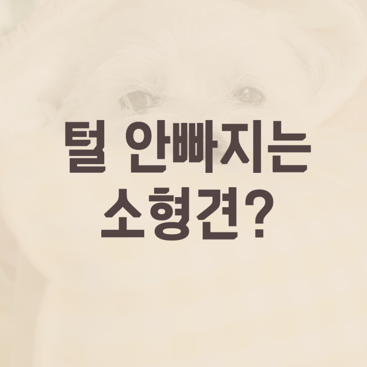  털 안빠지는 소형견 품종, 평균수명, 산책시간?