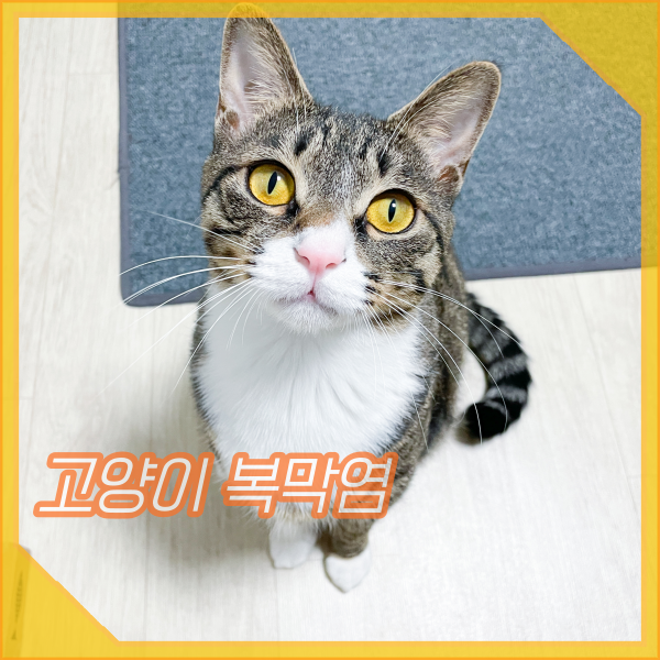 고양이 복막염 증상, 습식과 건식 원인, 치료, 신약은?