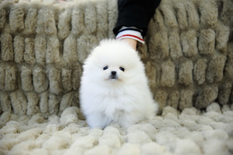  달링하이울산점 울산강아지분양 프리미엄아가몽을 만날수 있는곳 울산애견분양전문샵 건강한 아가몽들이 가족을 기다려요