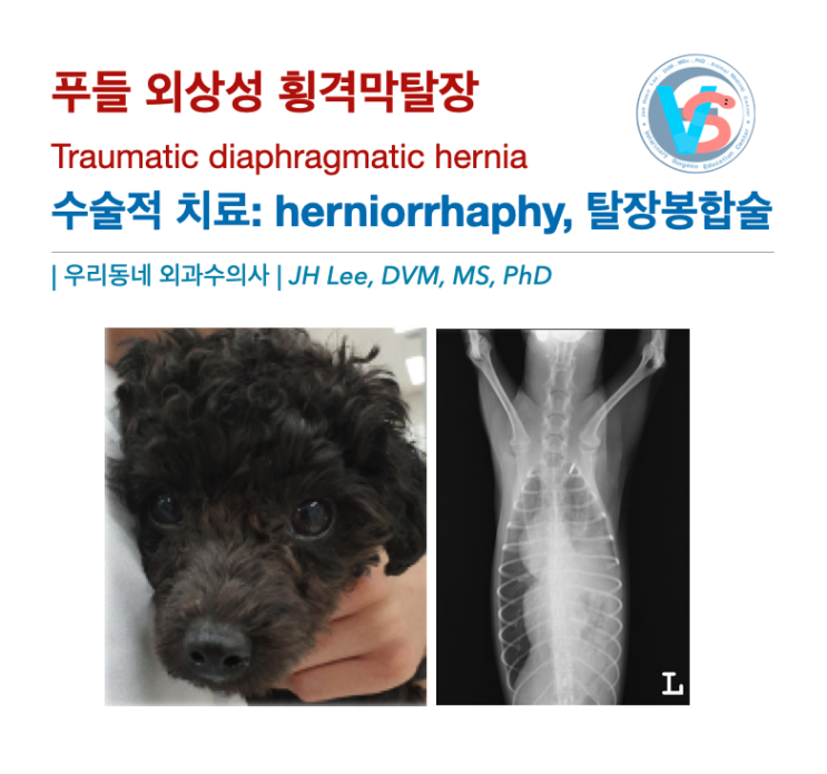  푸들 외상성 횡격막 파열 (feat,herniorrhaphy, 탈장봉합술) 케이스
