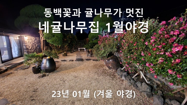 동백꽃과 귤나무가 있는 제주 한달살기 숙소의 1월 야경: 제주도 전원주택, 단독주택 독채