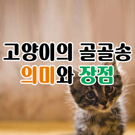  고양이 골골송. 의미와 장점