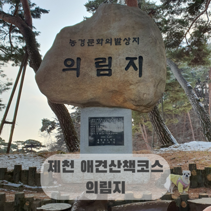  제천 애견동반 여행 가볼만한곳 의림지, 드라이브 산책로