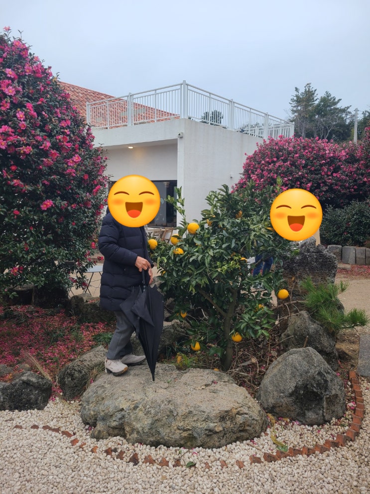  서귀포시 가볼만한곳 동백꽃이 가득한 수목원 동백포레스트