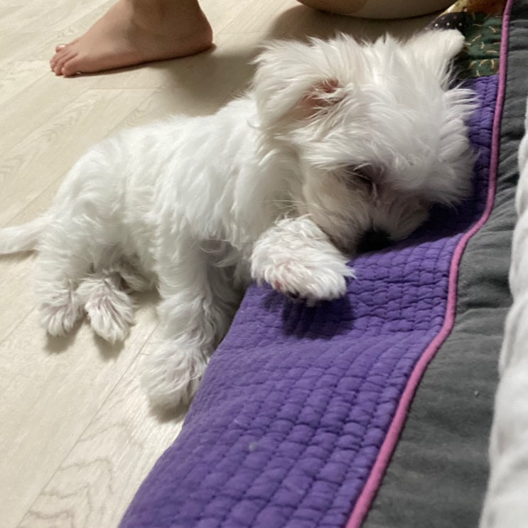  강아지가 자는 자세로 알아보는 강아지의 심리상태(feat.피치)