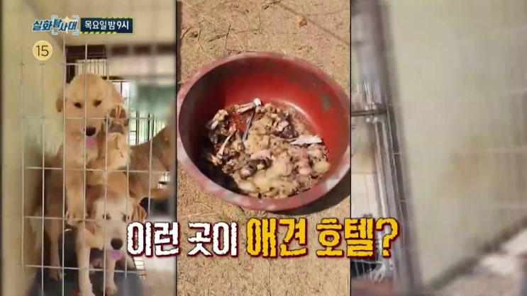 생일날 휘발유 뿌리고 허벅지 폭죽 전신 40% 3도화상 치료비 1억 용인 애견카페 비위생 애견 번식 판매 애견 분양업자 이름 실화탐사대 생일날 휘발유 뿌리고 허벅지 폭죽 전신 40% 3도화상 치료비 1억 용인 애견카페 비위생 애견 번식 판매 애견 분양업자 이름 실화탐사대