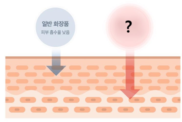  화장품 흡수 얼마나 되나요? 리포좀 궁금해요