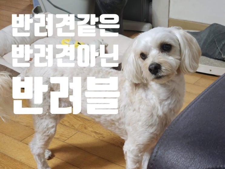  반려블, 신종 취미 SNS, 넌 강아지 키우니, 난 블로그 키워