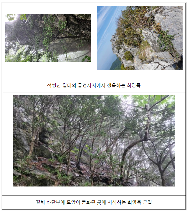 백두대간 석회암지대에서 희귀 회양목 군락지 발견 백두대간 석회암지대에서 희귀 회양목 군락지 발견